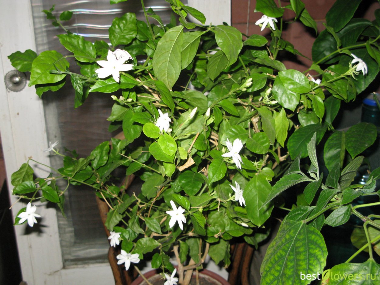 Жасмин Орлеанская Дева