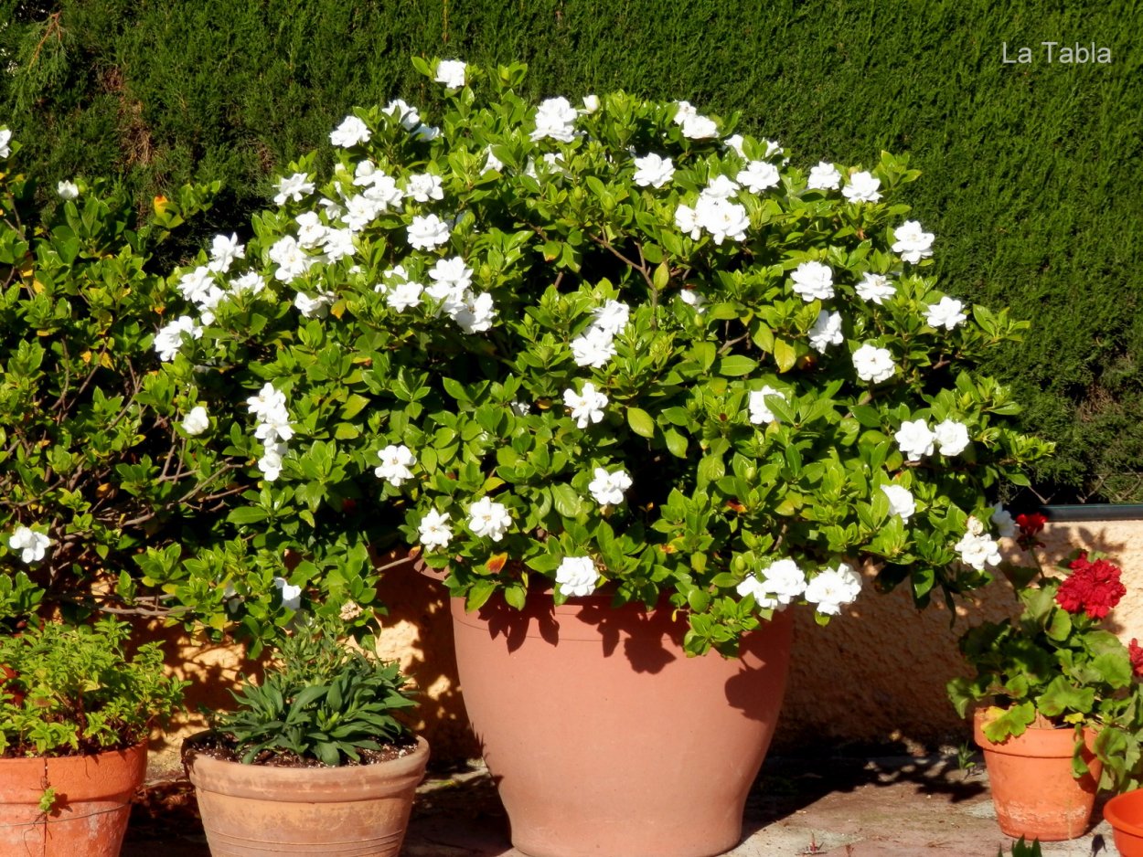 Гардения куст в саду уход