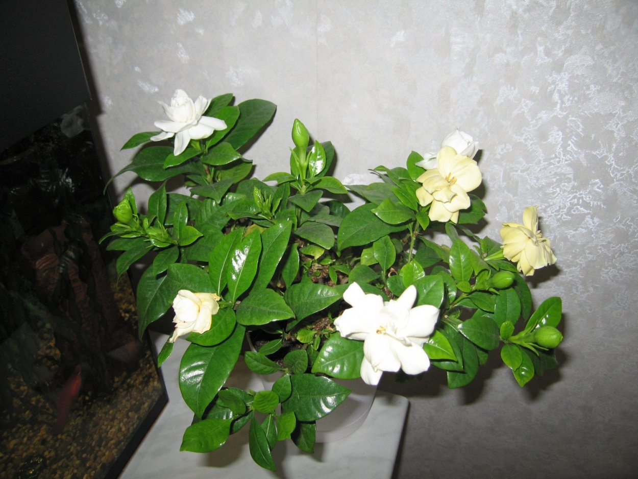 Гардения Doublemint