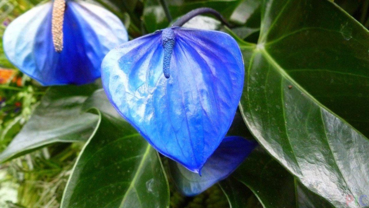 Антуриум Пикассо Блю