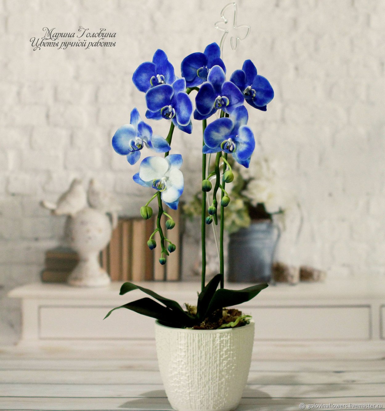 Орхидея фаленопсис голубая