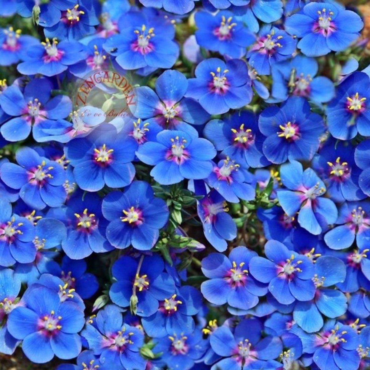 Анагаллис синий