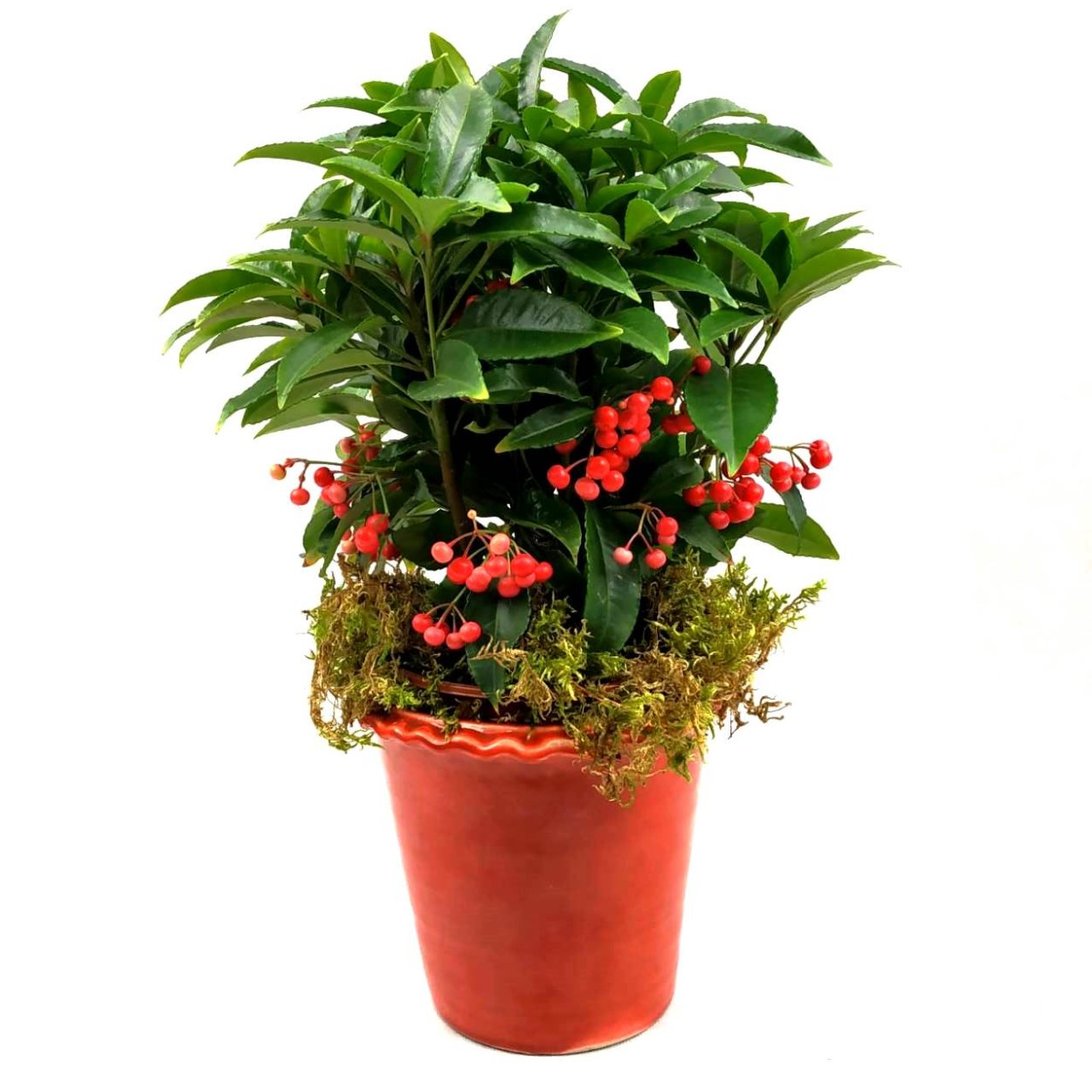 Ардизия крената