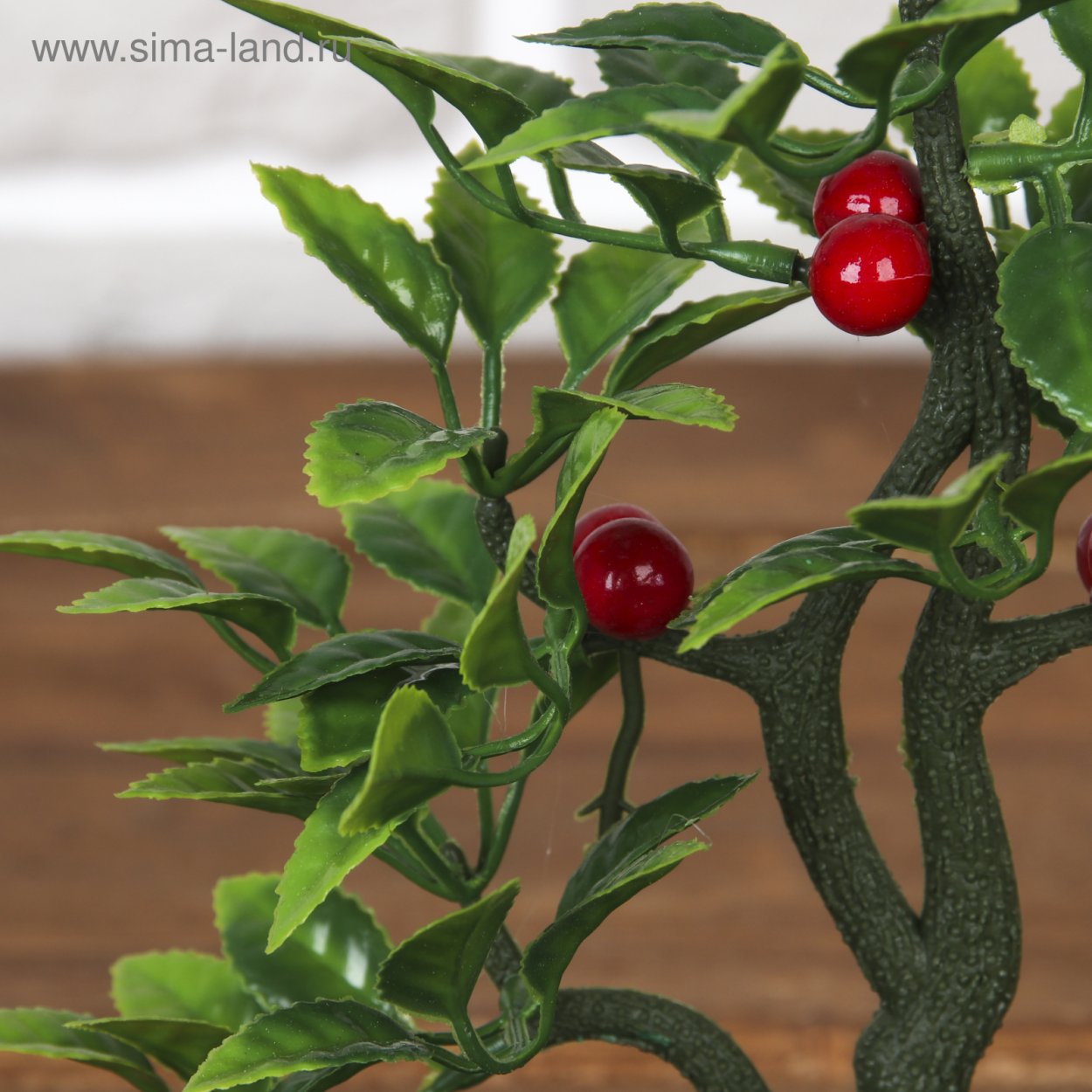 Цветок с красными ягодами комнатный