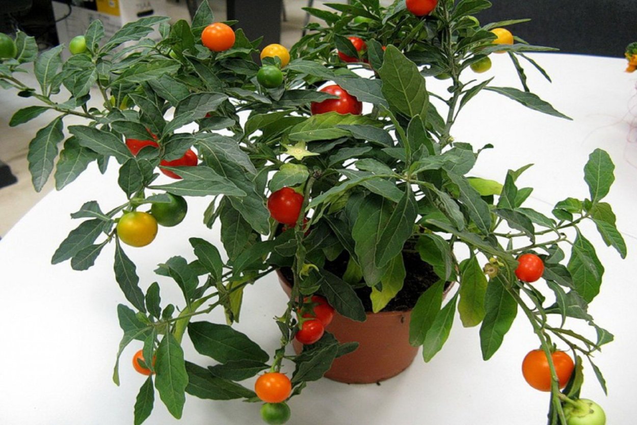 Паслён (Solanum)