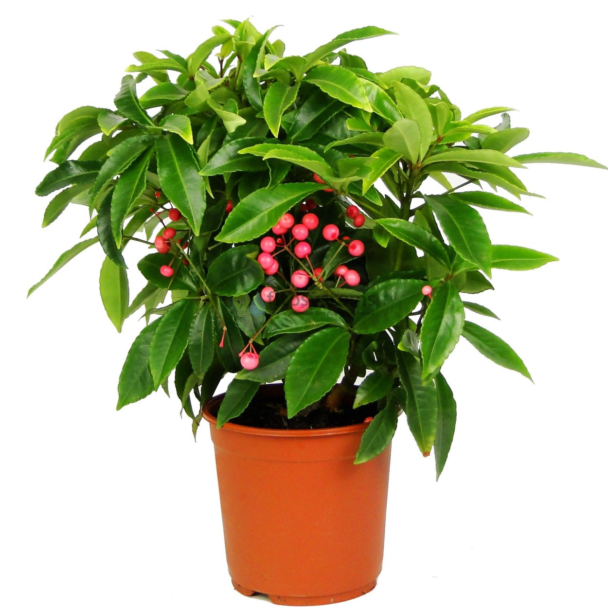 Ардизия японская вар.Ardisia japonica Hakuokan