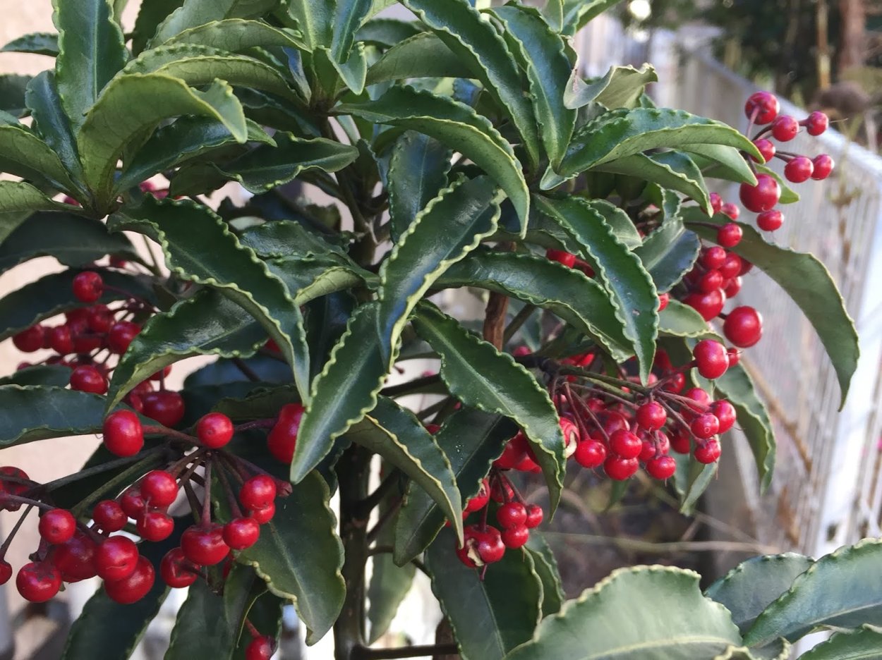 Ардизия японская