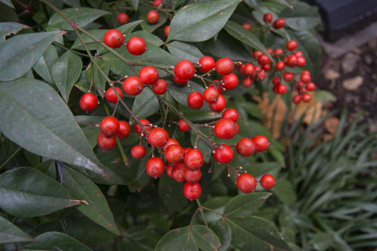 Кустарник с вечнозелеными листьями и съедобными красными ягодами