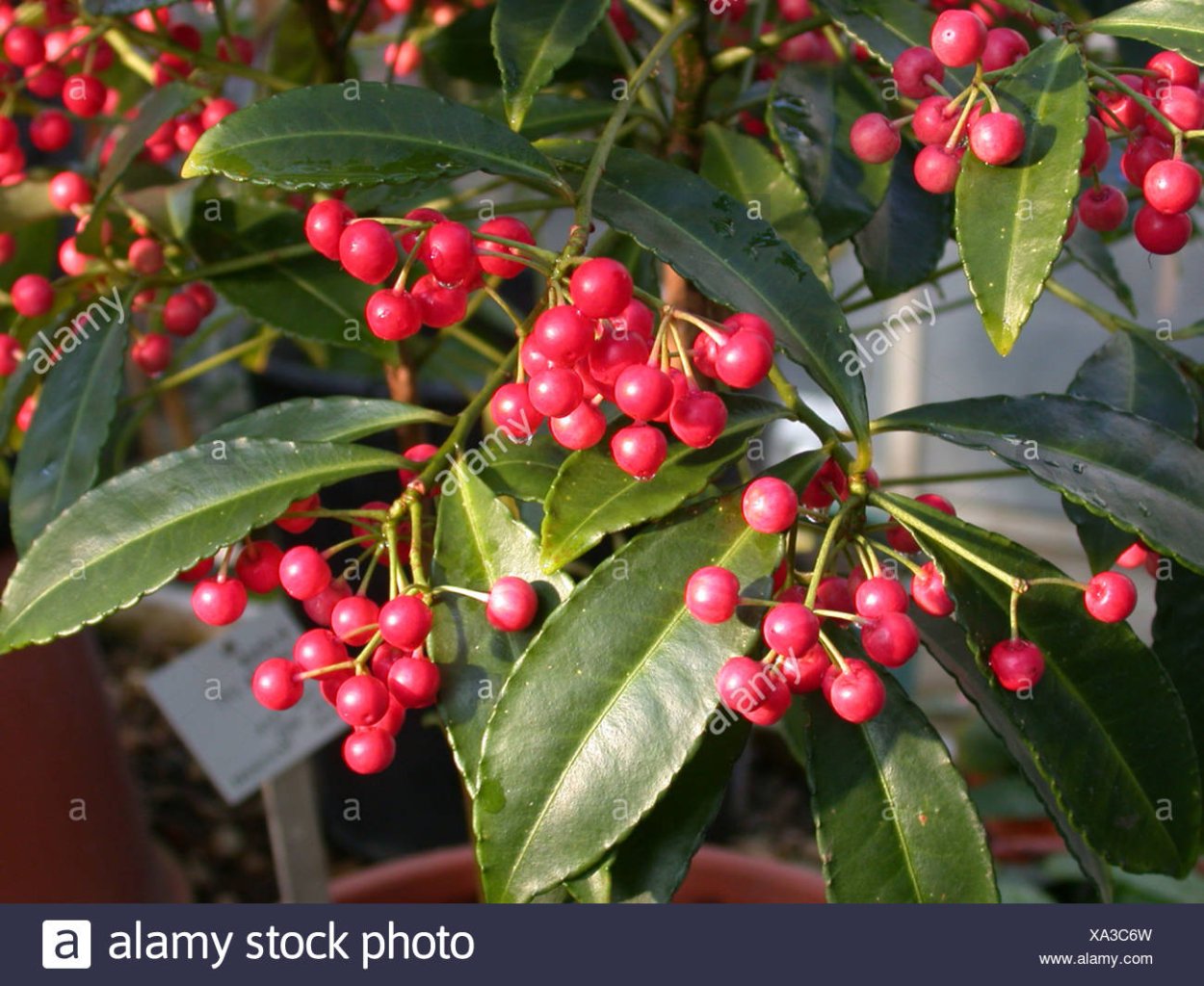Цветок Ardisia crenata - Coral Berry