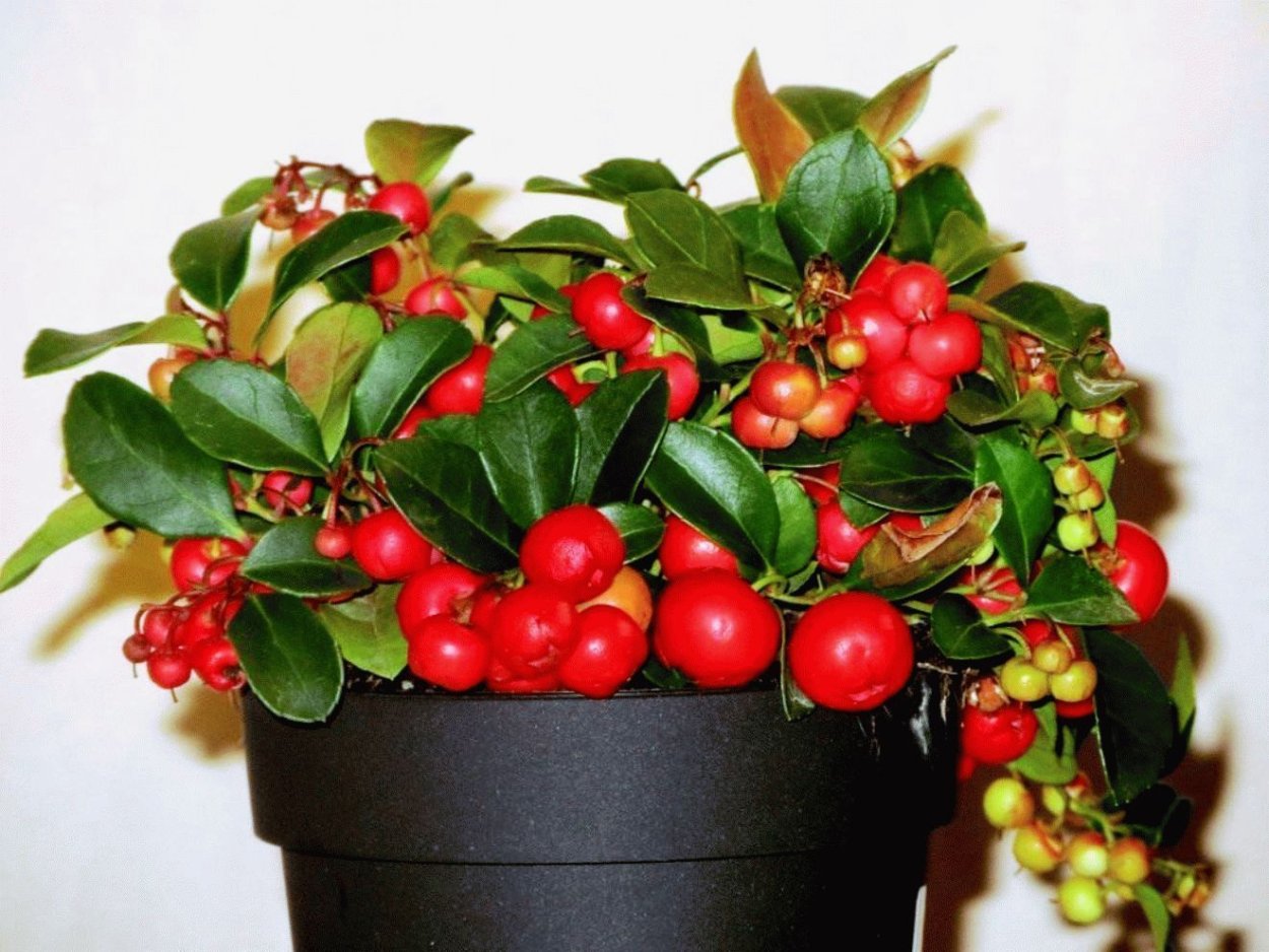 Гаультерия Софи