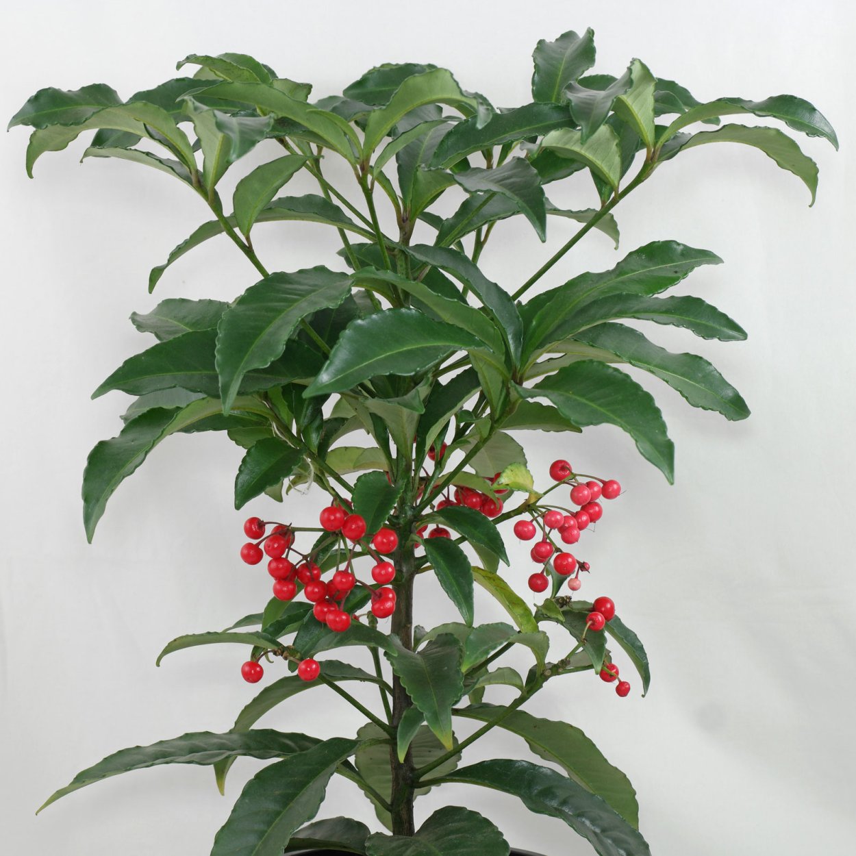 Ардизия крената