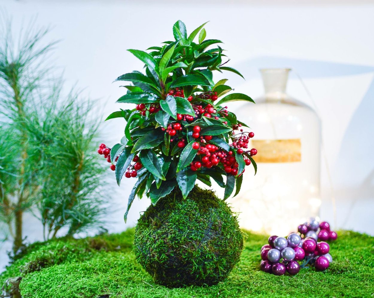 Ардизия растение