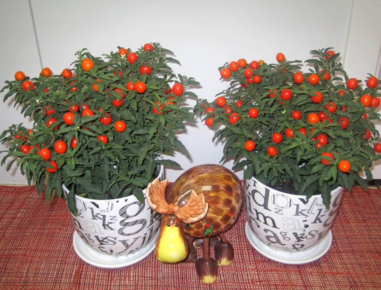 Паслен Соланум комнатный