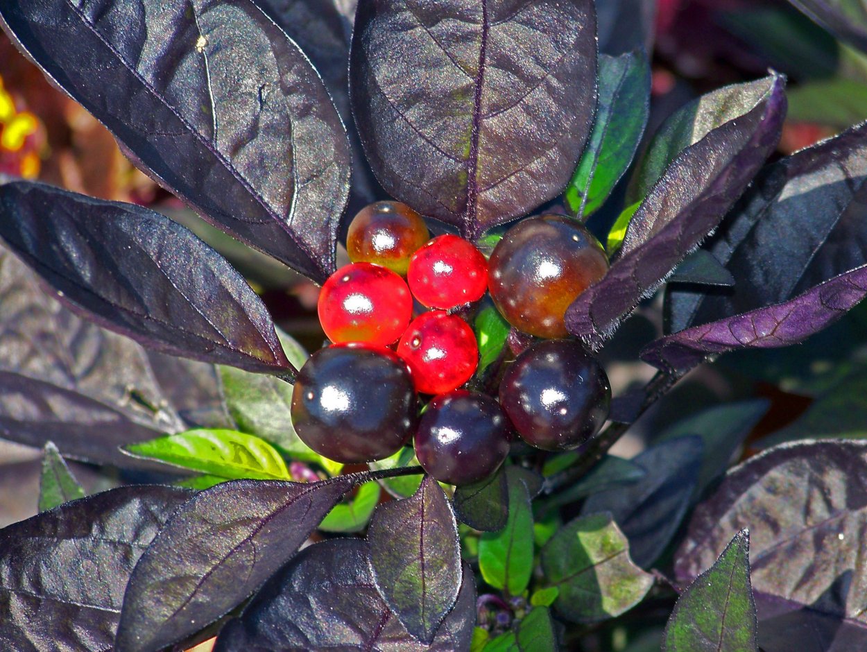 Перец декоративный Филиус Блю