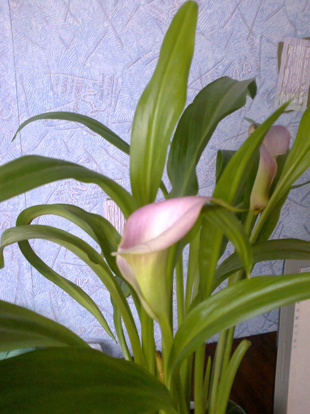 Луковичные комнатные цветы с длинными листьями