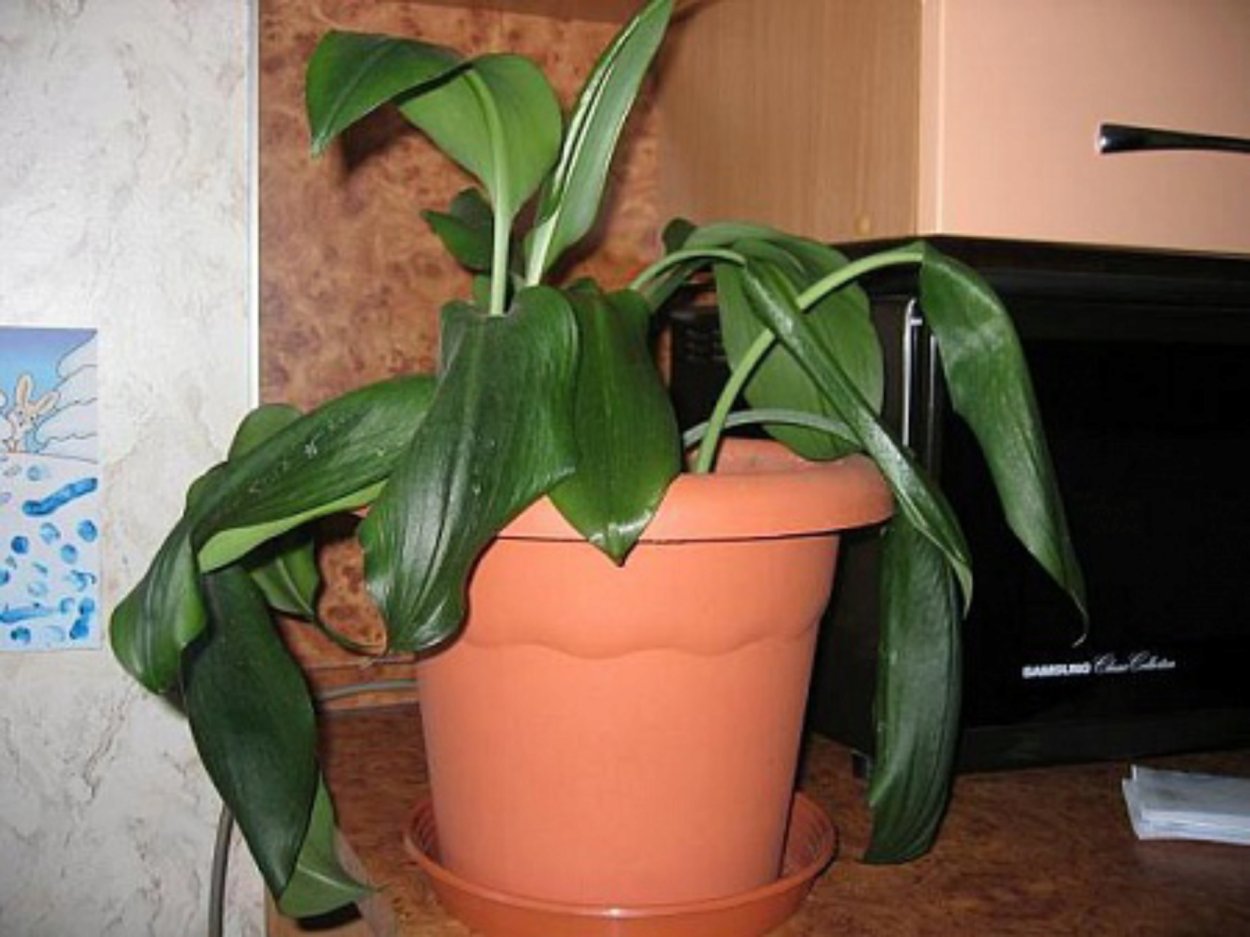 Эухарис цветок поникли листья