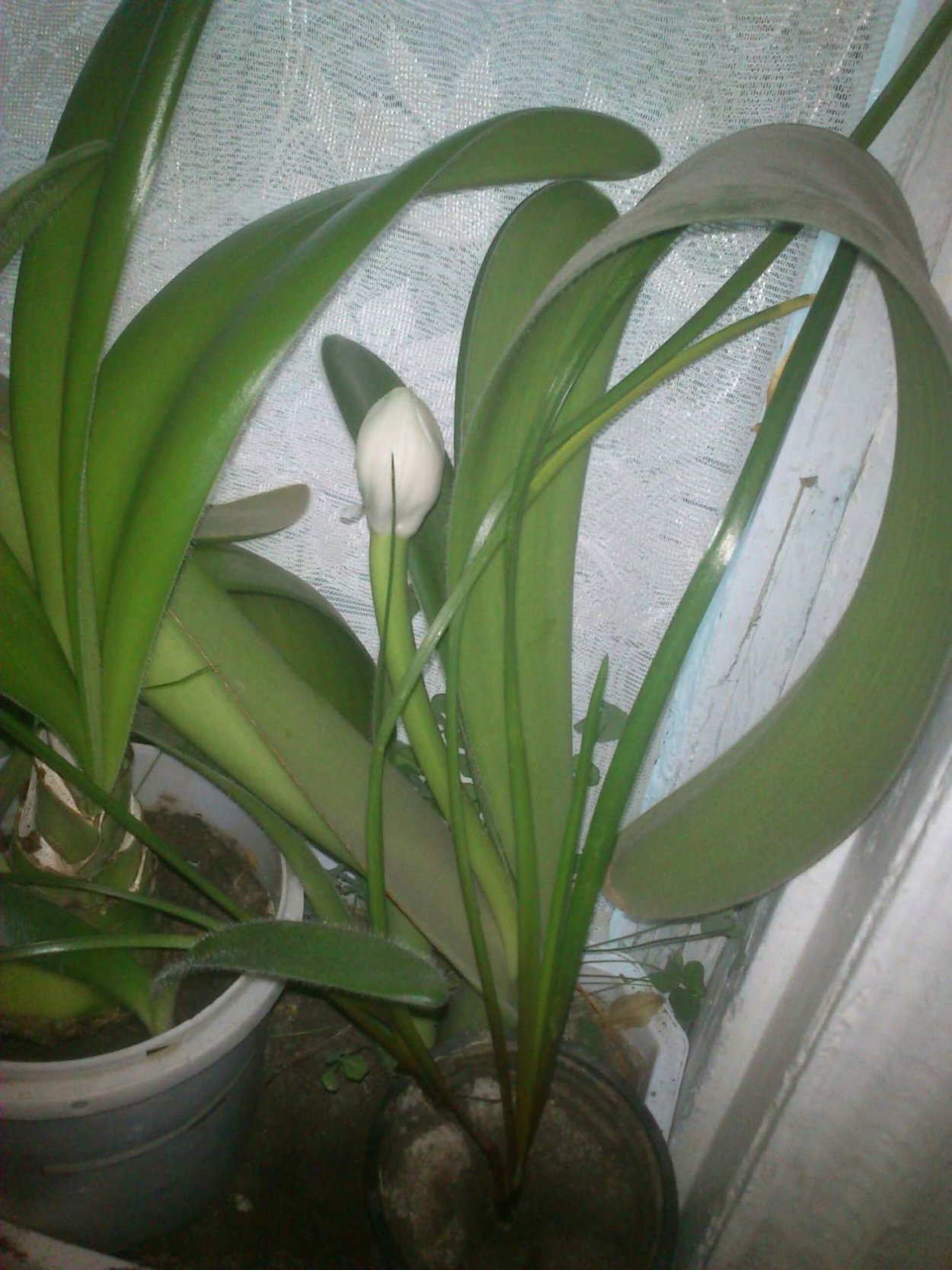 Гемантус детка