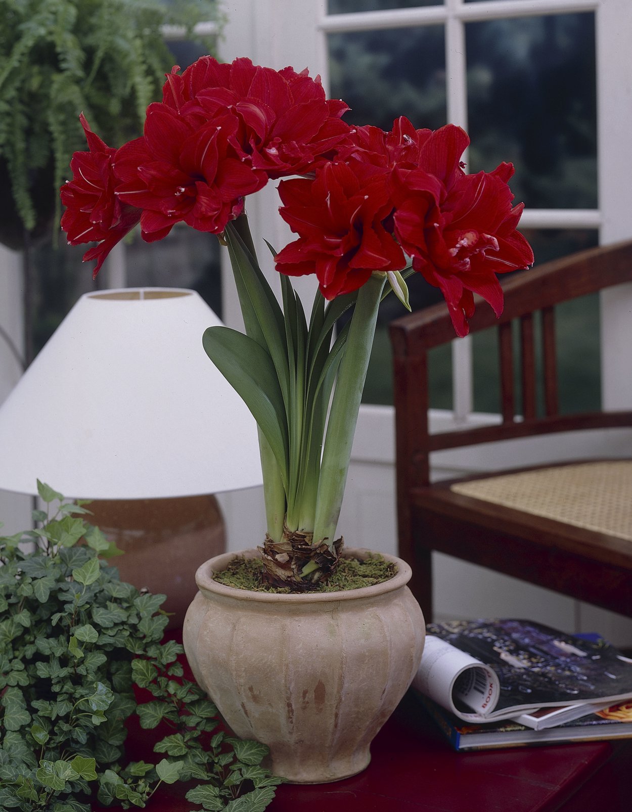 Амариллис ред Пикок