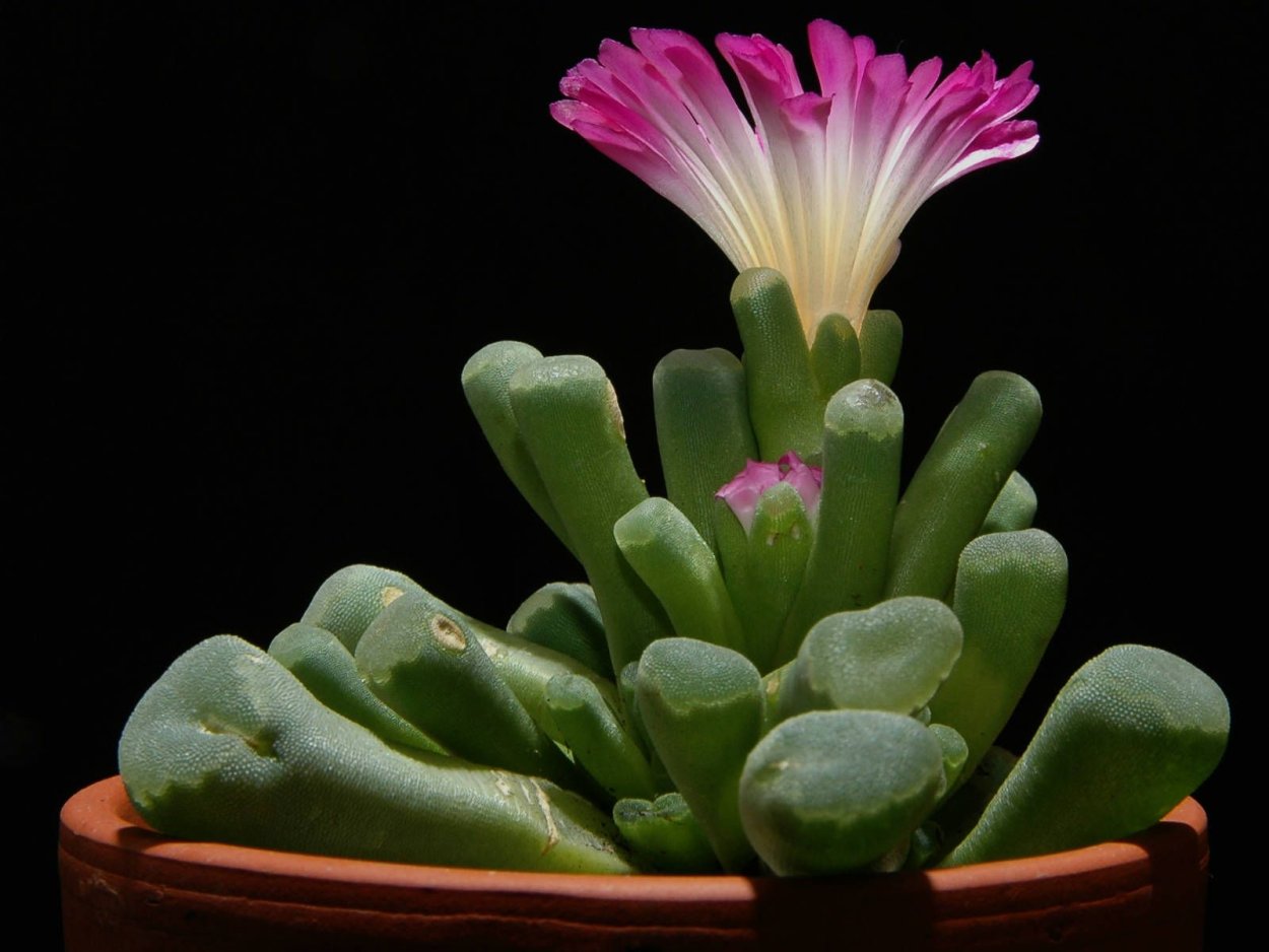 Суккулент Фрития