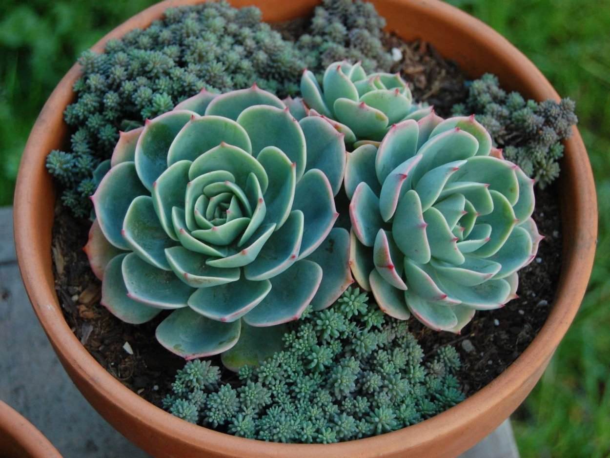 Суккулент эхеверия Echeveria