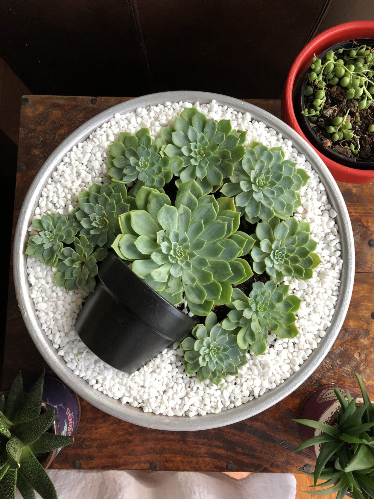 Теодорис Суккуленты