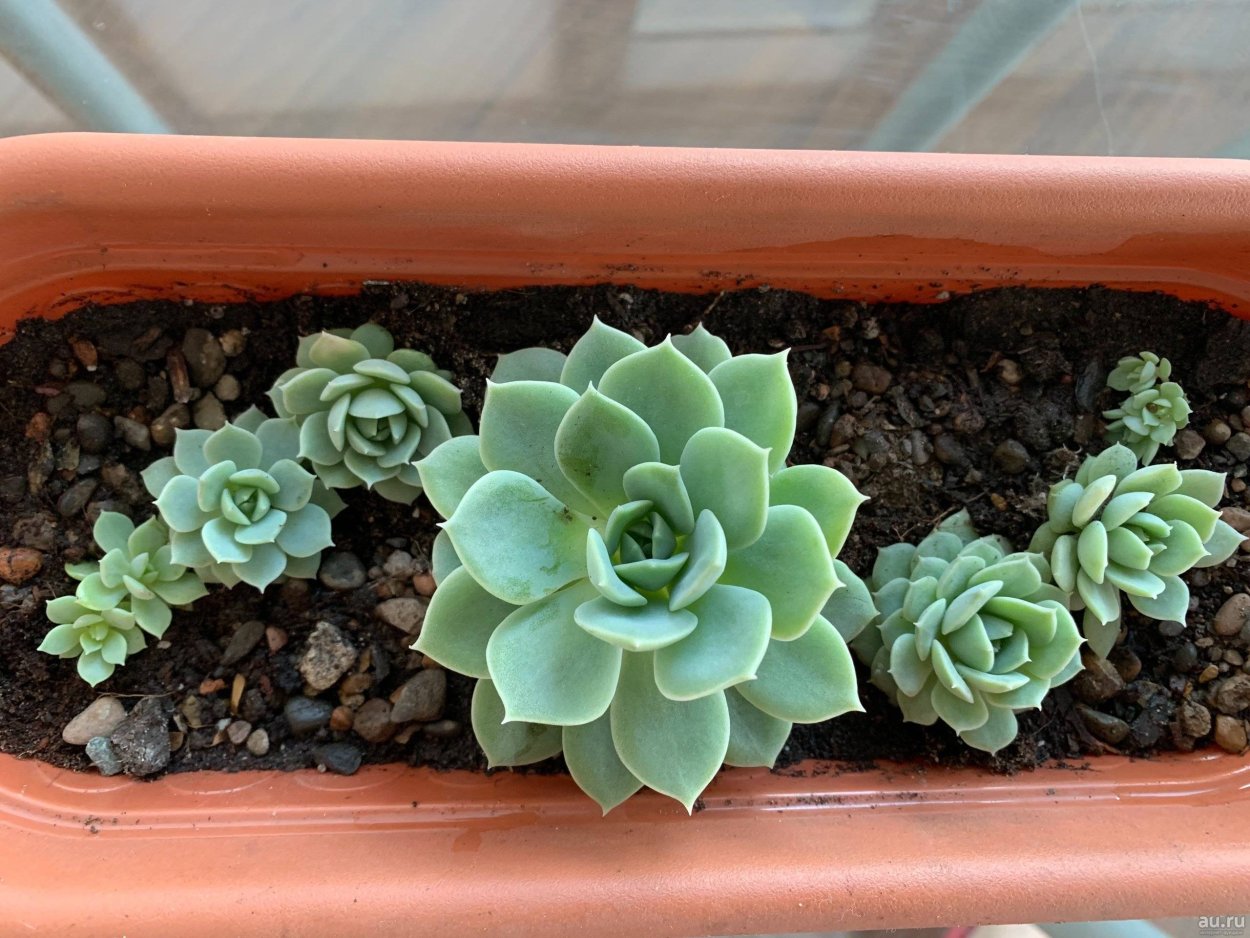 Эхеверия каменная роза Суккуленты
