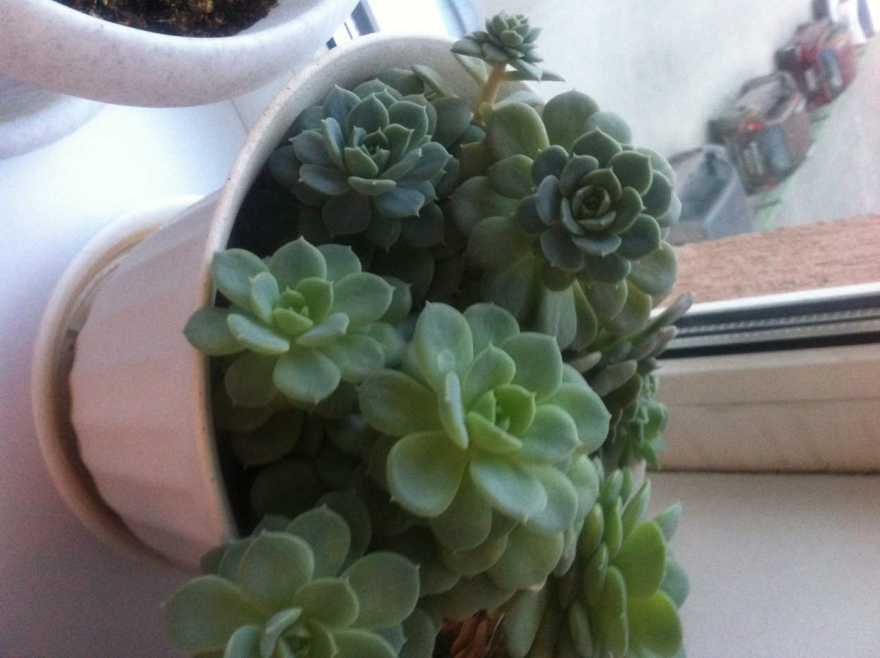 Комнатный цветок похожий на каменную розу