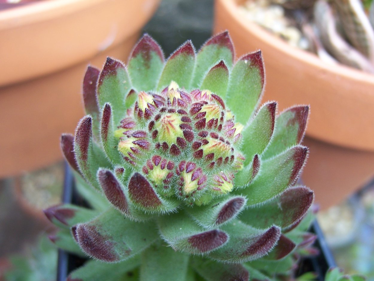 Молодило Sempervivum Cassiopea