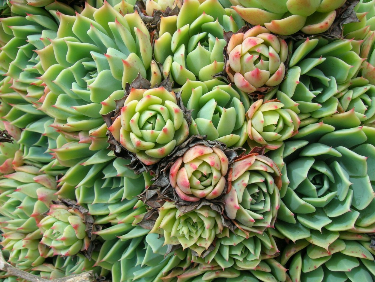 Молодило Sempervivum Cassiopea