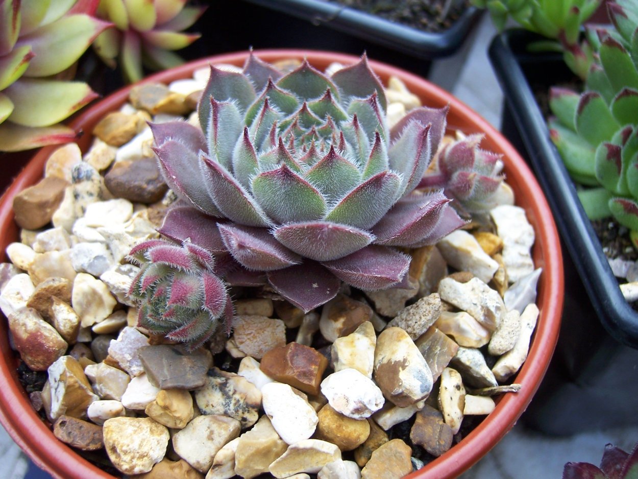 Крассула каменная роза