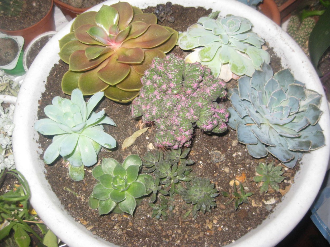 Суккуленты без колючек