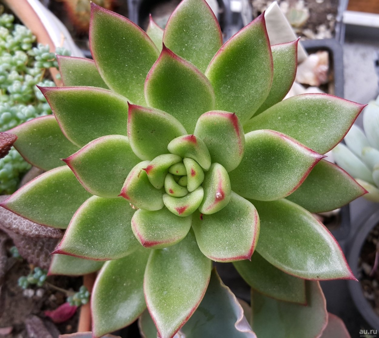 Эхеверия пулидонис