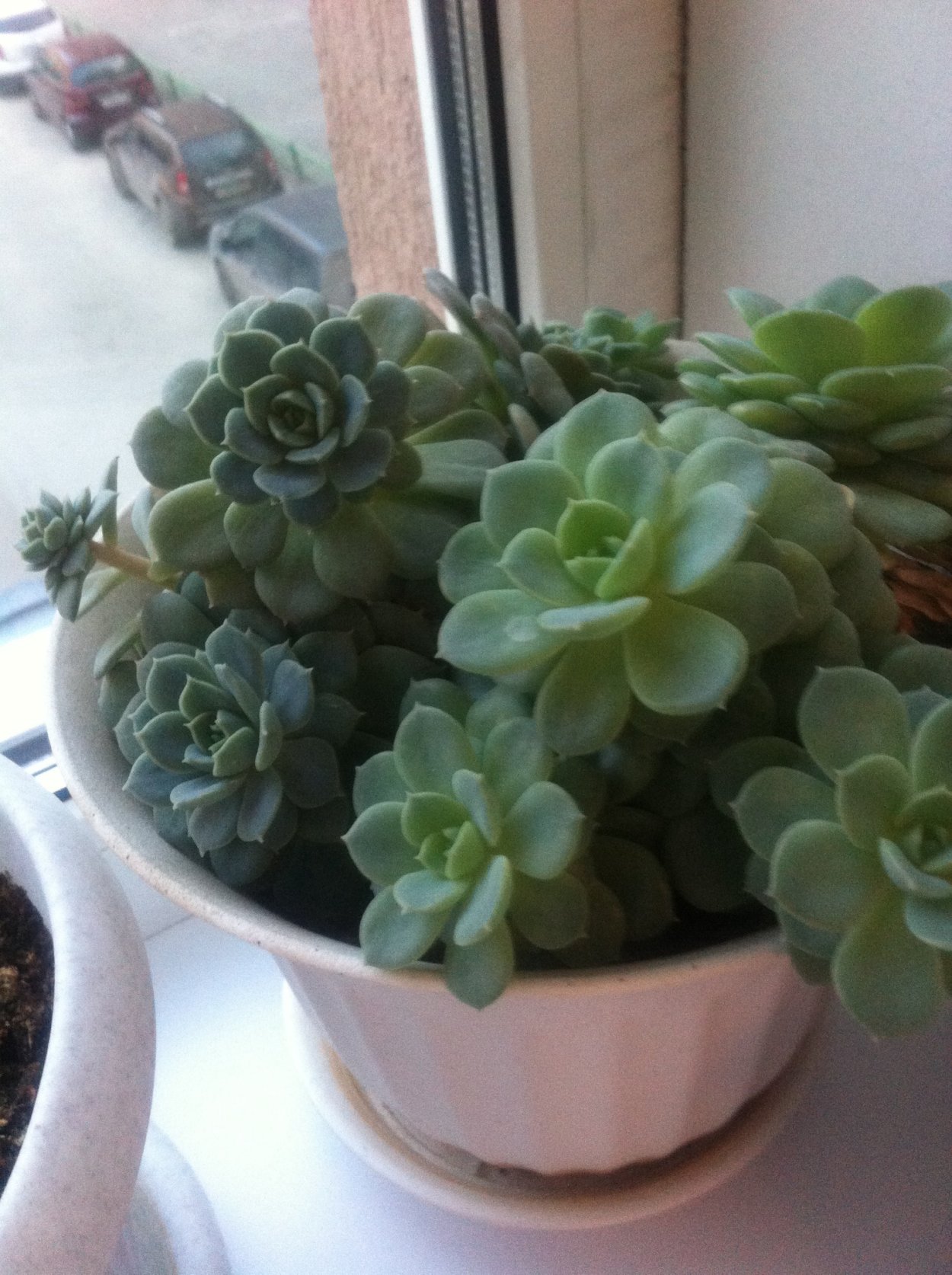 Каменная роза цветок комнатный