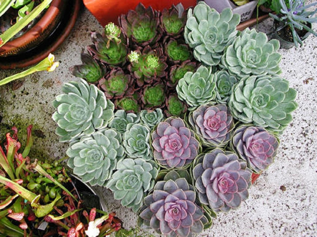 Эчеверия Голландия