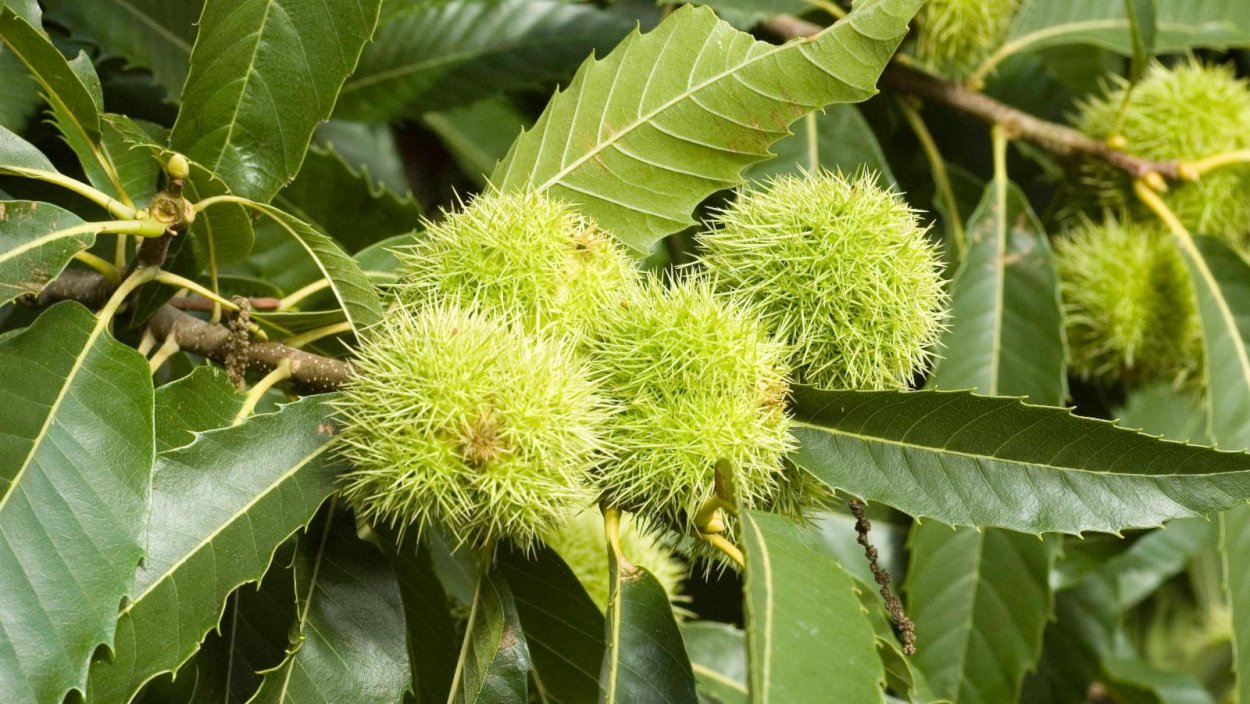 Castanea Sweet Chestnut