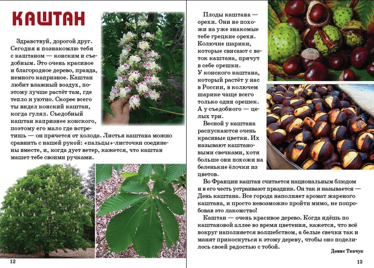 Семена каштана конского Фармакогнозия