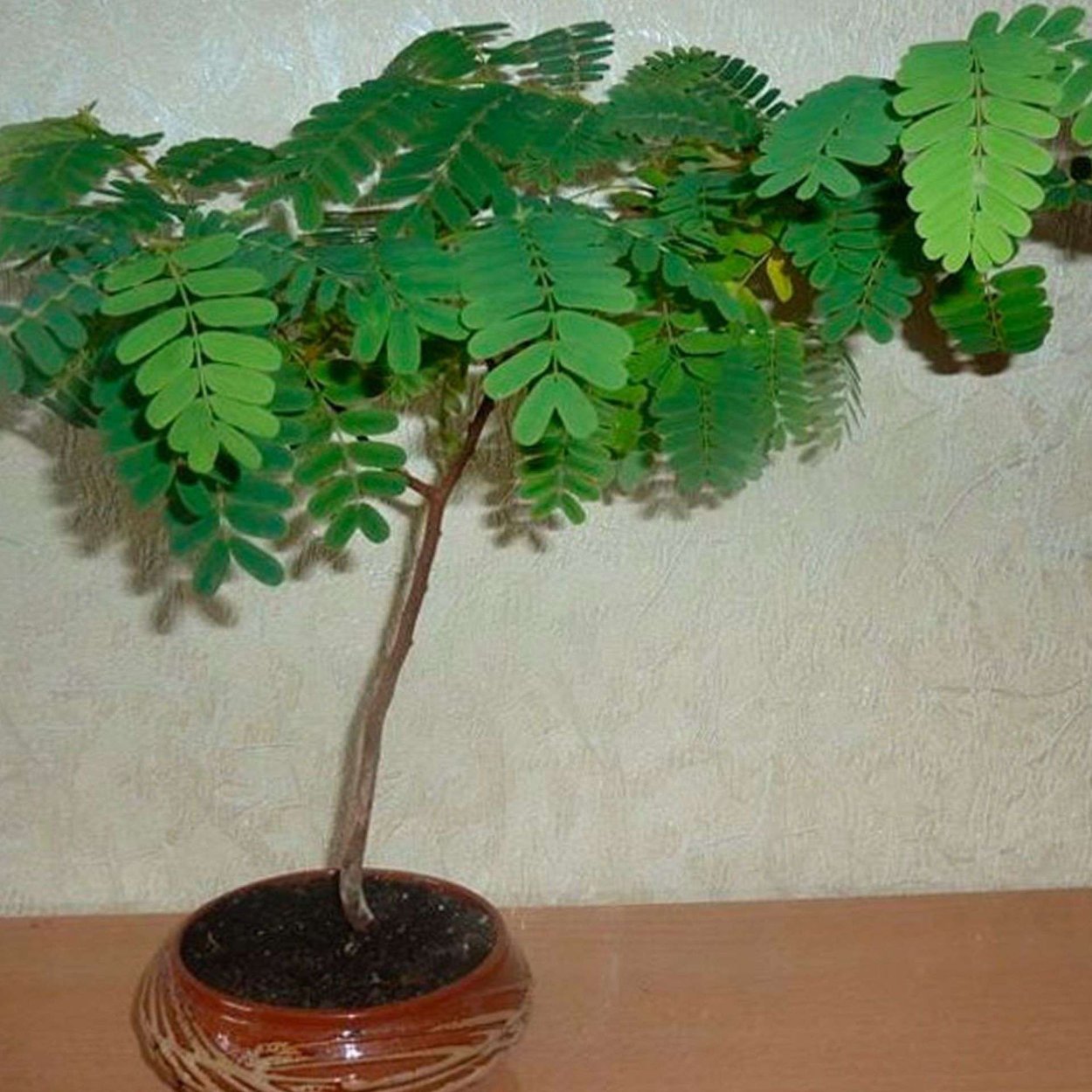 Тамаринд сеянец