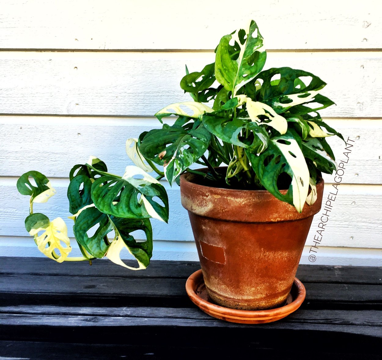 Monstera adansonii