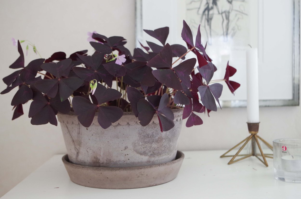 Кислица треугольная (Oxalis triangularis)