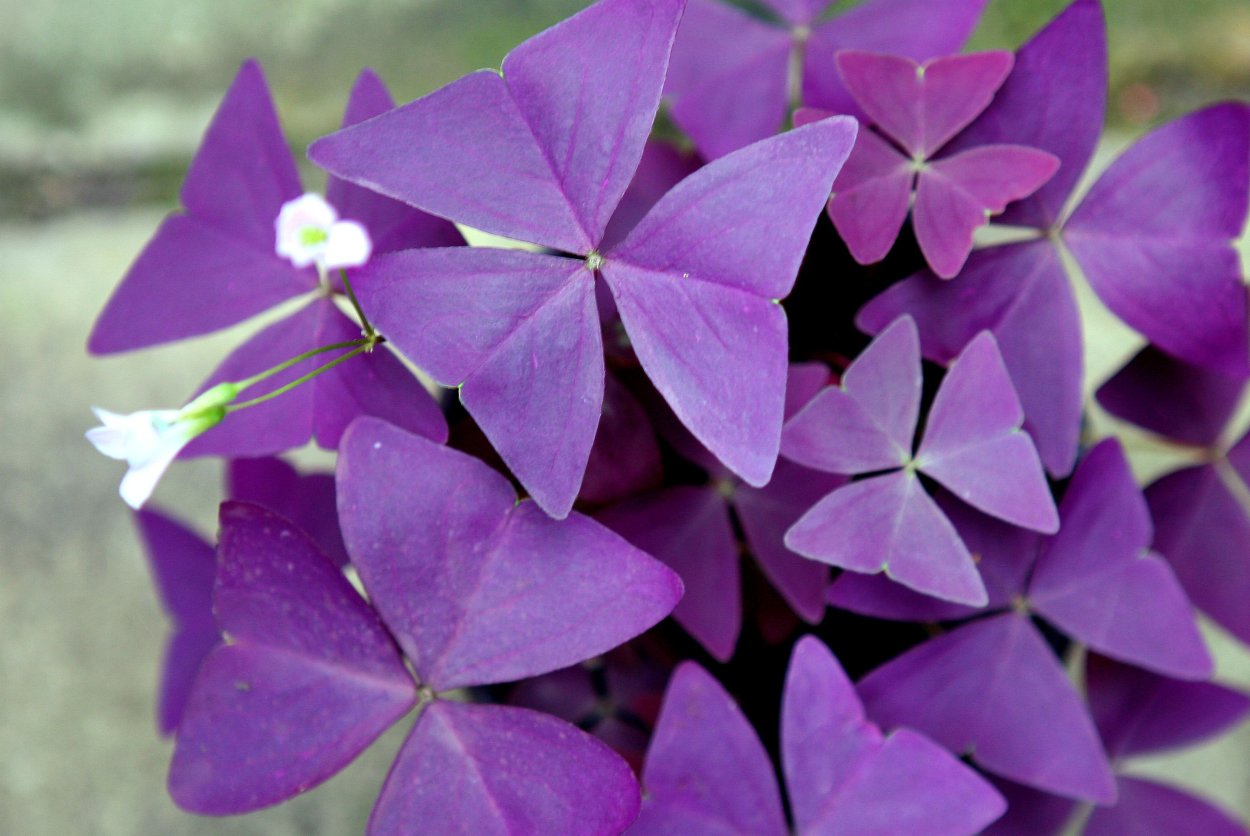 Кислица треугольная (Oxalis triangularis)