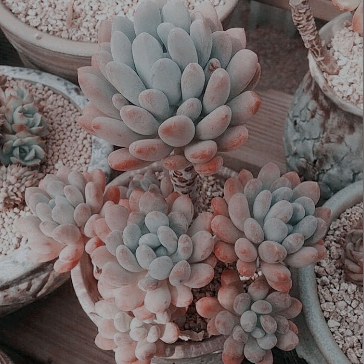 Plant aesthetic Pink