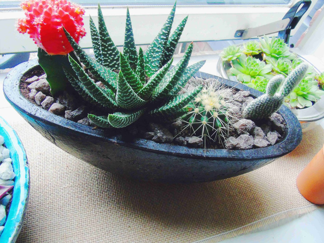 Суккулент Exotica