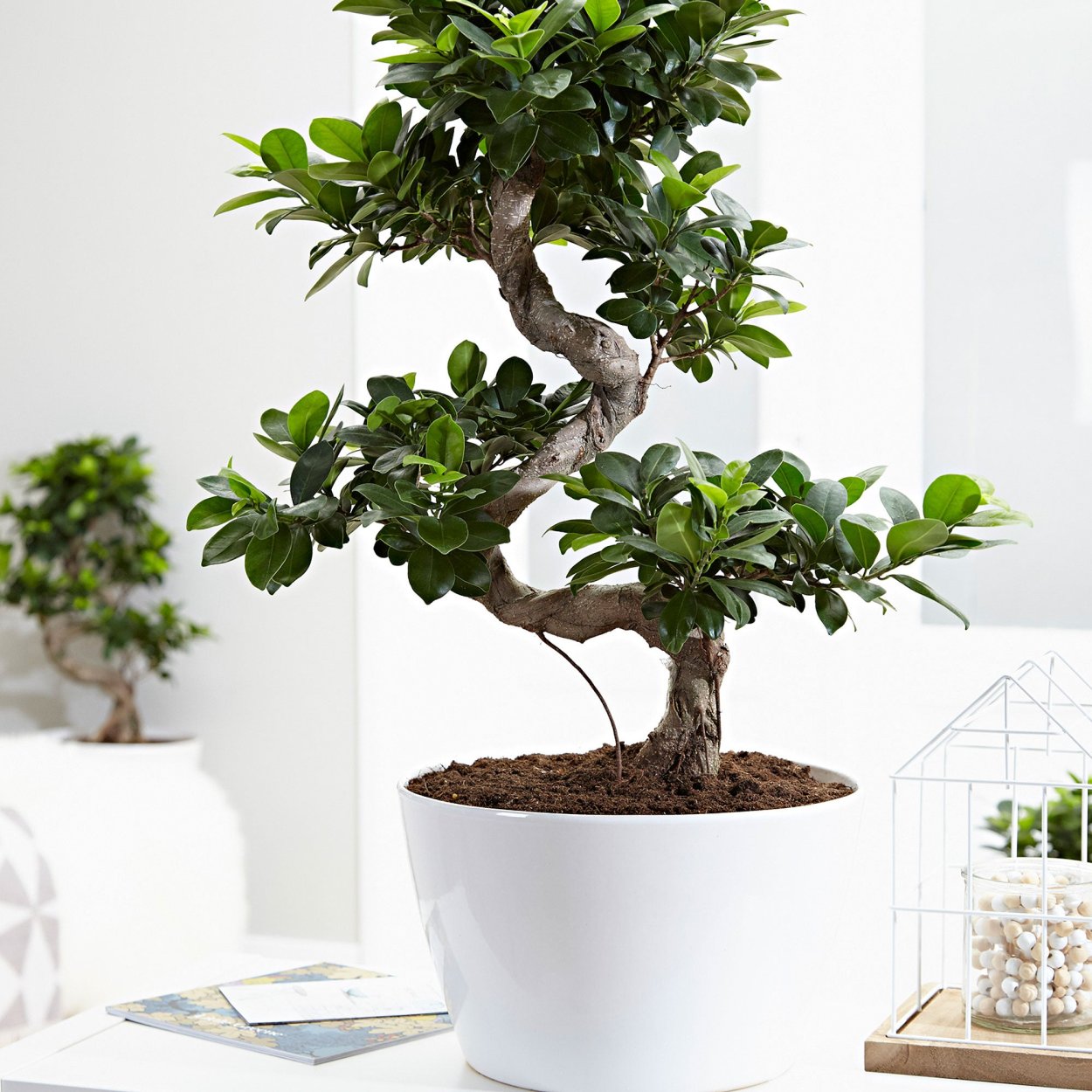 Ficus religiosa бонсай