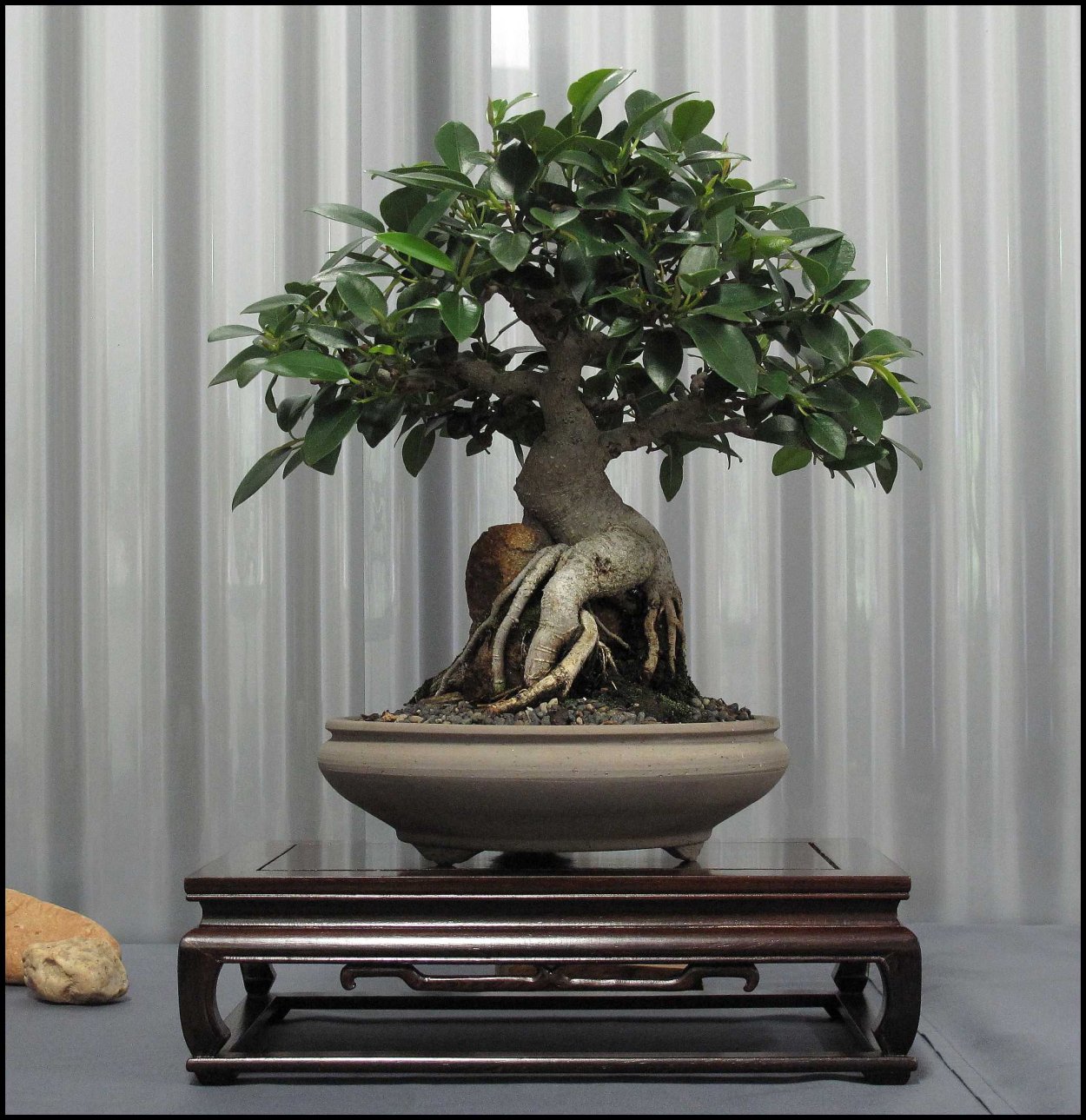 Ficus rubiginosa Bonsai