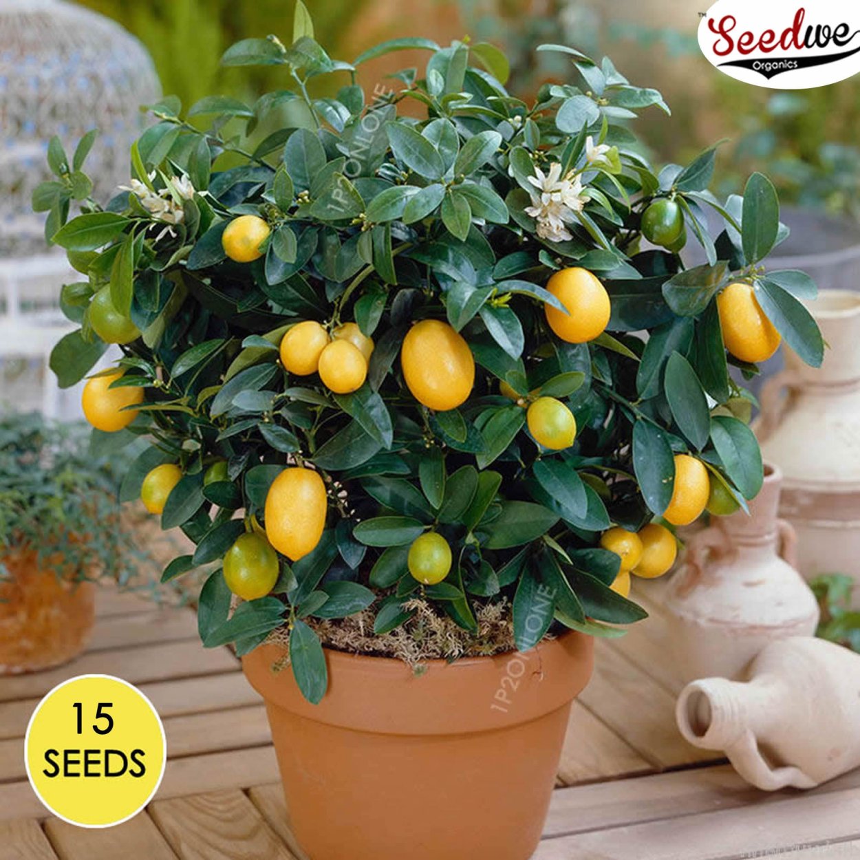 Лимон (Citrus Limon)