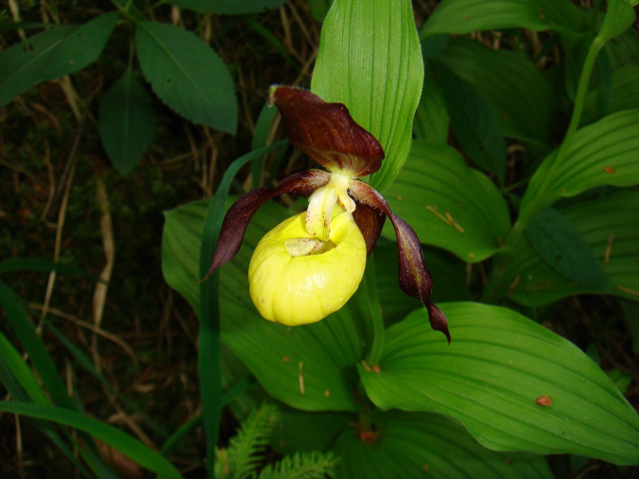 Cypripedium calceolus