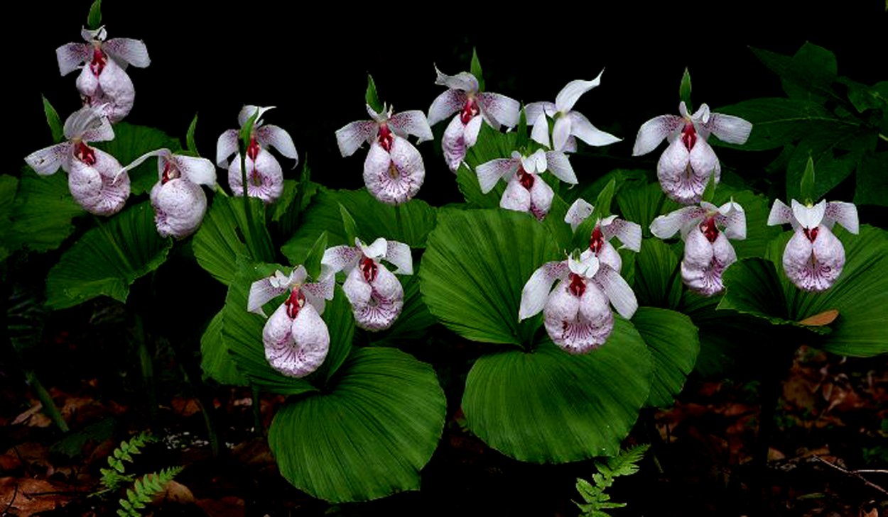 Cypripedium formosanum