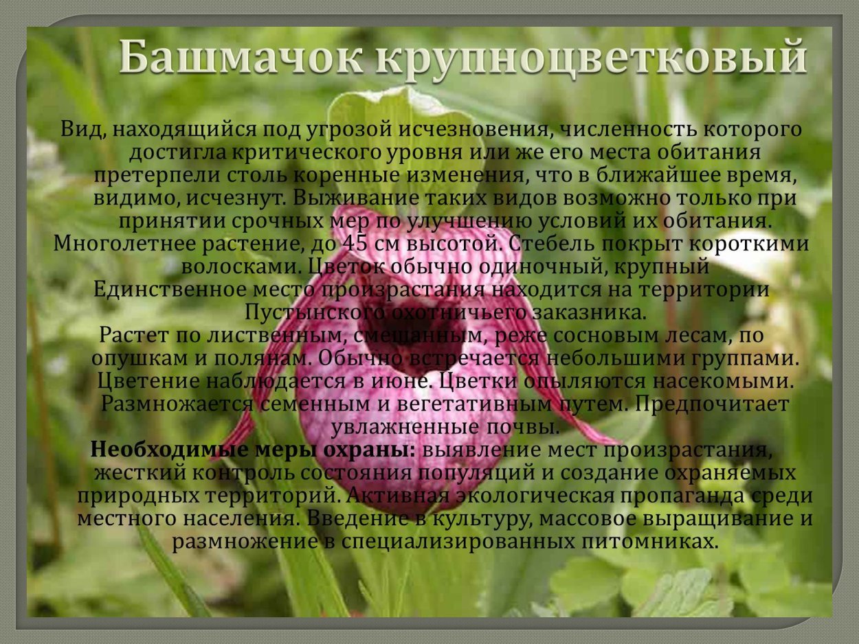 Растения Башкортостана Венерин башмачок