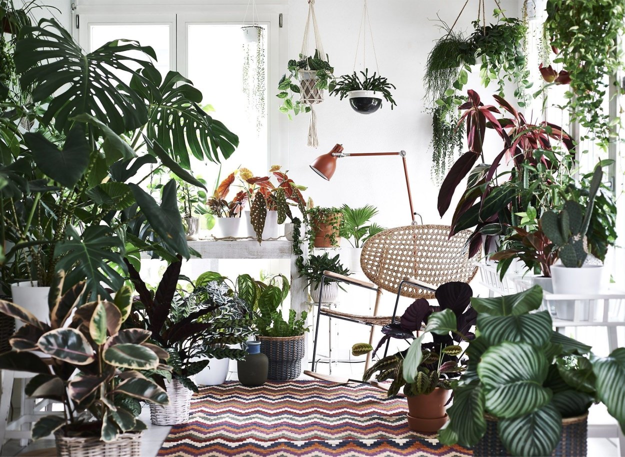 Urban Jungle интерьер Калатея