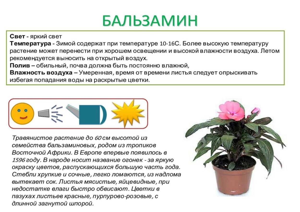 Паспорт комнатных растений бальзамин